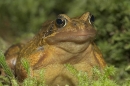 Common Frog in moss.