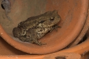 Toad and pots.