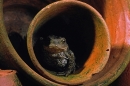 Toad in pot.