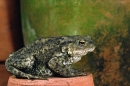 Toad on flowerpot.