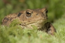 Toad in moss,close up.