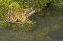 Frog at pool 4. Aug '10.