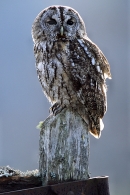 Tawny on gate.