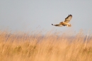 Short Eared Owl,hunting. Winter '12.