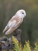 Barn Owl on fern gate 2. Oct '13.