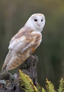 Barn Owl on fern gate 1. Oct '13.