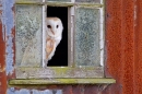 Barn Owl in window 1. Oct. '14.
