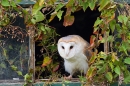 Barn Owl in leaf framed window 1. Oct. '15.