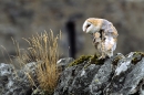 Barn Owl,preening on wall.