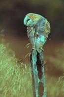 Barn Owl,grooming.