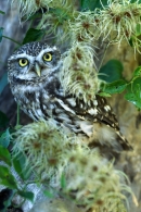 Little Owl.