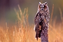 Long Eared Owl in grasses.