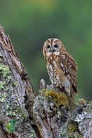 Tawny on stump,calling.