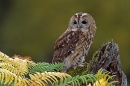 Tawny on bracken stump.