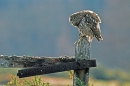 Tawny on gate,preening.