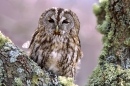 Tawny on lichen branch.