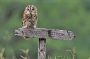 Tawny on signpost.