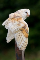 Barn Owl on post with dropped wings. Sept. '16.