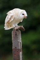 Barn Owl with mouse in claw 3. Sept. '16.