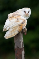 Barn Owl with mouse in claw 2. Sept. '16.