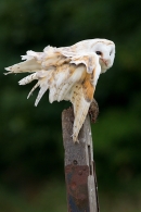 Barn Owl with mouse in claw 1. Sept. '16.