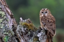 Tawny Owl on the old stump.