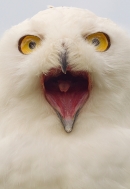 Snowy Owl mouthy portrait. Sept. '16.