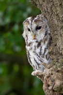 Tawny on tree. Sept. '16.