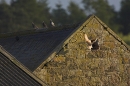 Barn Owl leaves barn.