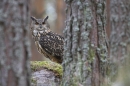 Eurasian Eagle Owl.