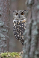 Eurasian Eagle Owl 2.