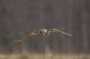 Tawny in flight 3.