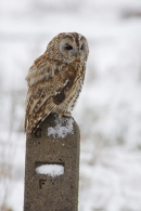 Tawny Owl on GPO post.