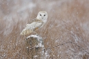 Barn Owl in the snow 1.