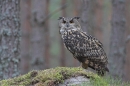 Eurasian Eagle Owl.