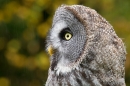 Great Grey Owl in the rain. Oct. '17.