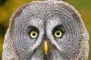 Great Grey Owl portrait. Oct. '17.
