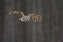 Tawny in flight 2.