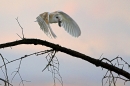Barn Owl in flight,with vole.