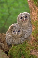 2 Young Tawny Owls.