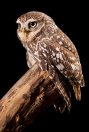 Little Owl on stump 1. Nov '19.