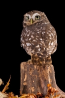 Little Owl on stump in leaves 5. Nov '19.