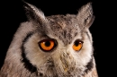 Scops Owl portrait 2. Nov '19.