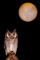 Scops Owl in the moonlight 2. Nov '19.