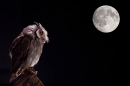Scops Owl in the moonlight 1. Nov '19.
