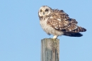 Short Eared Owl ruffled up. Apr. '21.