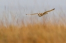 Short Eared Owl thru grasses. Oct. '23.