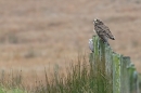 Short Eared Owls on fence 2. Oct. '23.