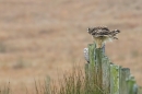 Short Eared Owls on fence 1. Oct. '23.