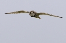 Short Eared Owl in flight 3. Oct. '23.